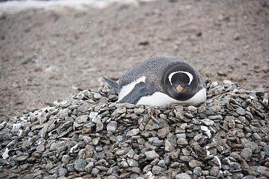 《勇者斗恶龙10》第七部资料片发布动画宣传片